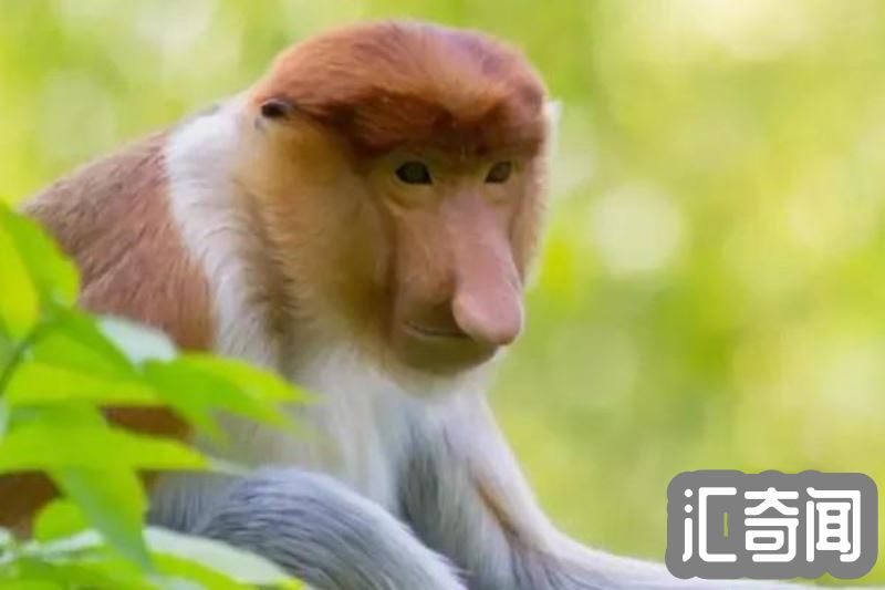 长鼻猴的资料(一种特有动物以鼻子长而著名)(4)