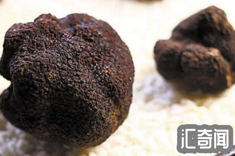 黑松露是什么(长在地下的可食用野生真菌称为餐桌上的钻石)(1)