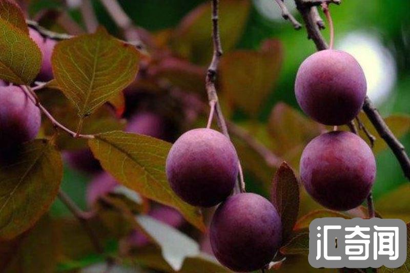 紫叶李的果子能吃吗·可以放心食用(3)