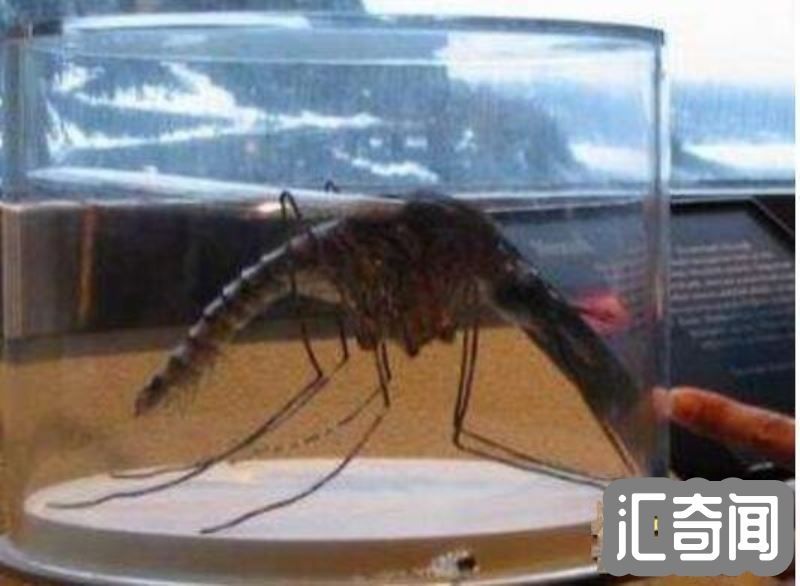 世界上最大的蚊子(比人的头还大长度有0.4米金腹巨蚊)(2)