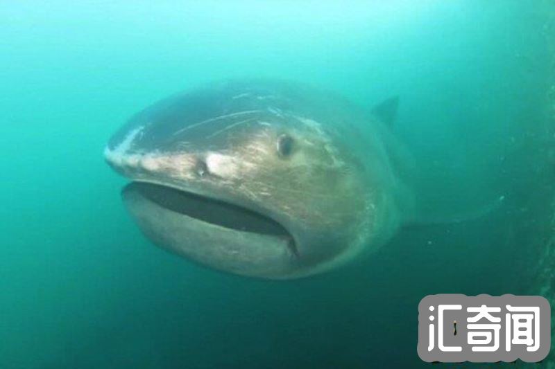 巨口鲨是什么样子的(长着一张恐怖的大嘴宽度约1.5米)(1)
