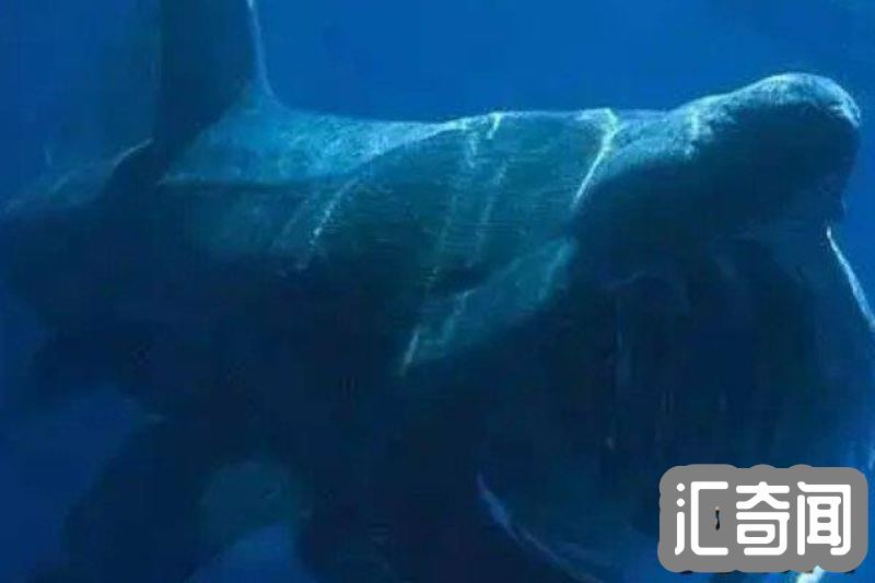 巨口鲨是什么样子的(长着一张恐怖的大嘴宽度约1.5米)(3)