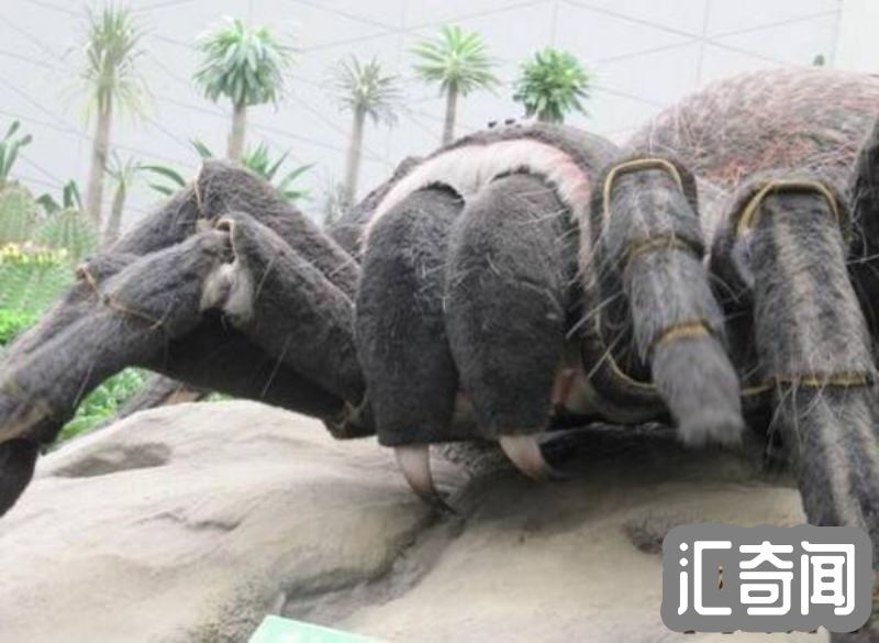 世界上最大的史前巨蜘蛛（远古巨型蜘蛛吃恐龙）(2)