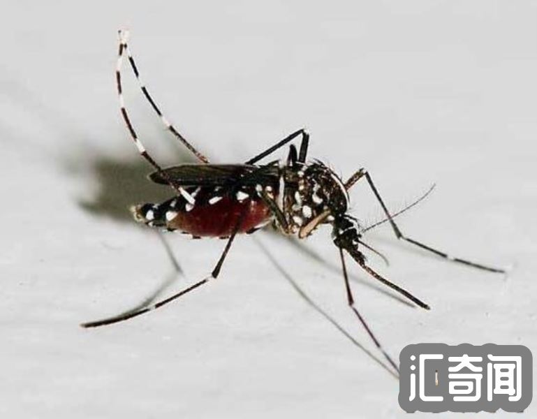 世界上最大的蚊子(比人的头还大长度有0.4米金腹巨蚊)(3)