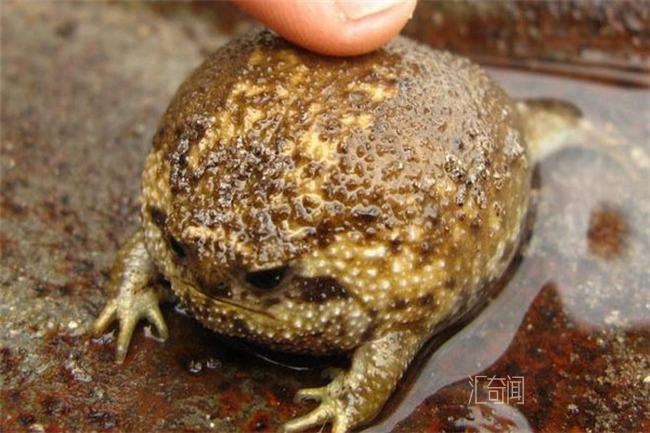 世界上最可爱的青蛙（馒头蛙）(1)