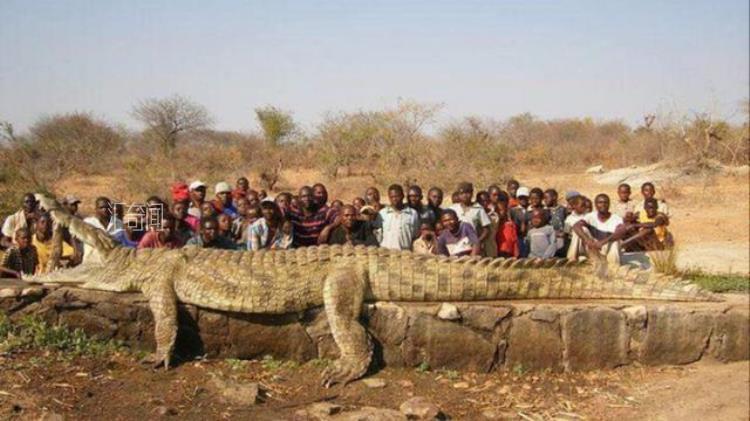 世界上最大的鳄鱼有多少公斤（世界上最强大的10种鳄鱼）(11)