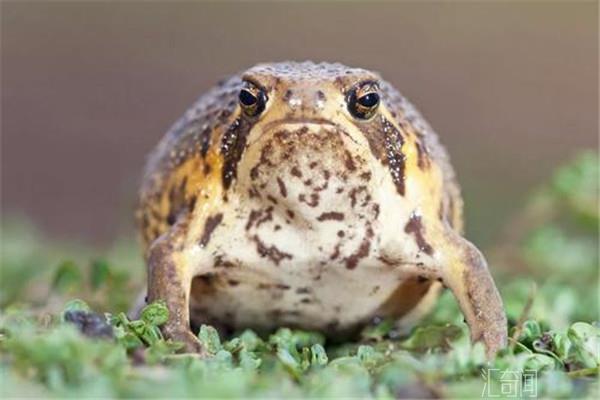 世界上最可爱的青蛙（馒头蛙）(4)