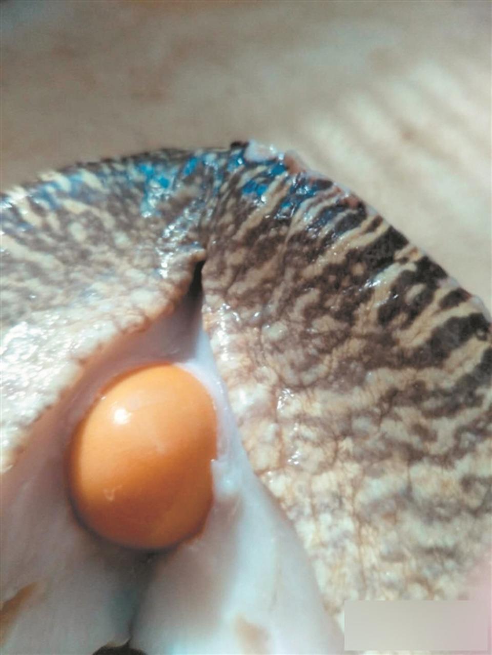美乐珠是什么海螺产出来的（美乐海螺）(1)