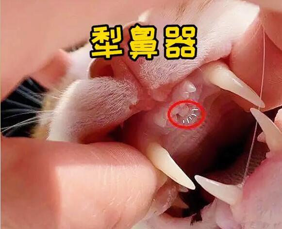 猫闻着闻着为什么会张嘴（裂唇嗅反应）(2)